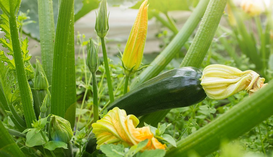 levenslang Vaag Aubergine Wat zijn F1-hybride zaden? - BAC Online