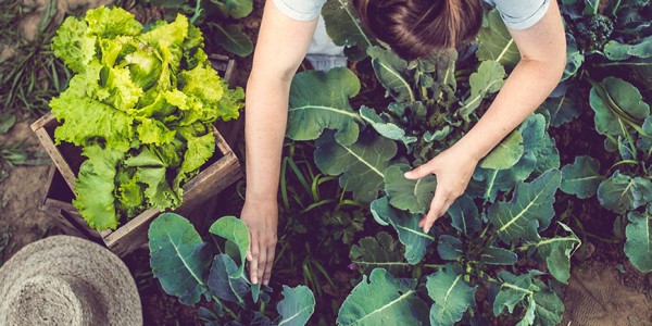 verschil-tussen-ecologisch-en-biologisch-teelt-blog-bac.jpg