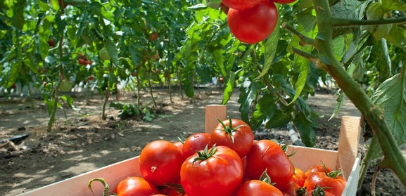 tomatenzaden sneller ontkiemen