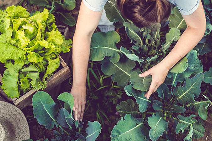 Organic fertilizer plants harvesting