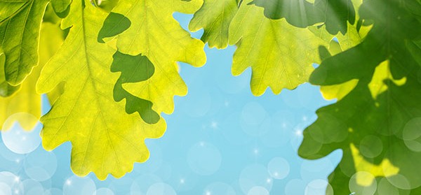 Blog-Wat-is-fotosynthese.jpg